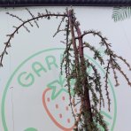 Céder atlantský (Cedrus atlantica) ´GLAUCA PENDULA´ - výška 200-220 cm, kont. C55L 